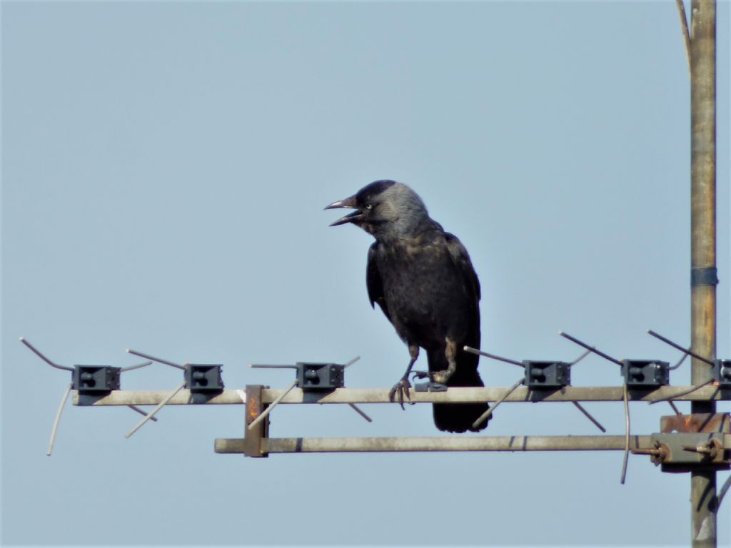 Taccola (Corvus monedula)